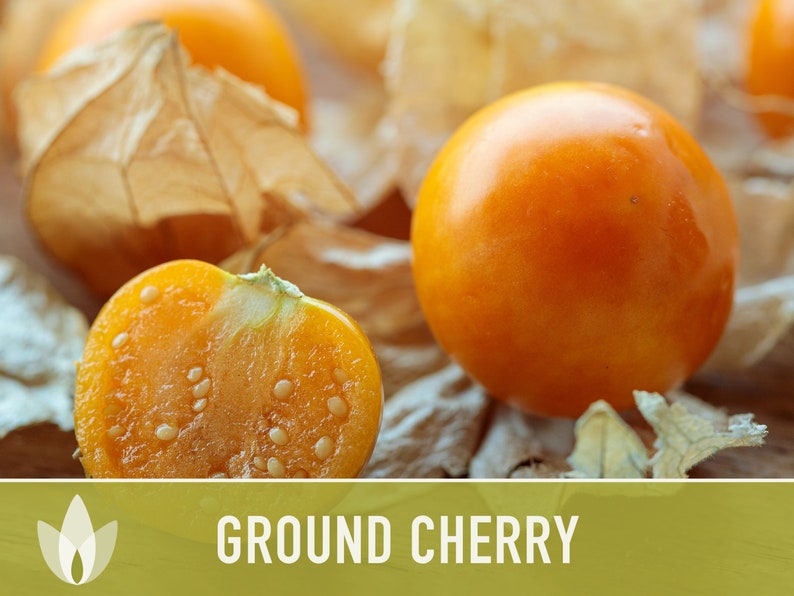 Tomatillo Ground Cherry Husk Tomato Seeds Cape Gooseberry Etsy