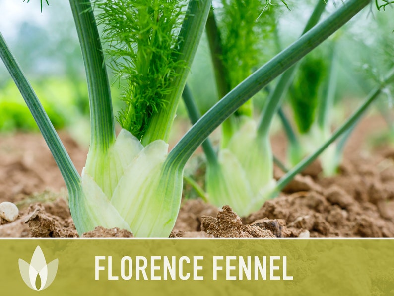 Florence Fennel Heirloom Seeds Nongmo Medicinal Herb Etsy