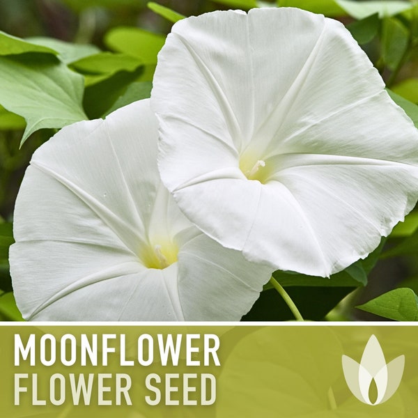 Moonflower Heirloom Flower Seeds - Moon Vine, Night Blooming, Morning Glory, Non-GMO