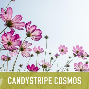 Candystripe Cosmos Flower Seeds - Heirloom, Non-GMO image 9