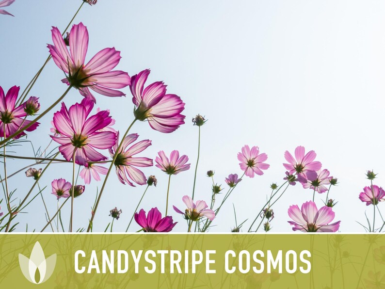 Candystripe Cosmos Flower Seeds - Heirloom, Non-GMO image 9