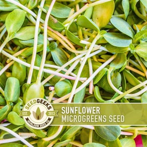 Sunflower Microgreens Seeds, Black Oil Sunflower Heirloom, 1oz