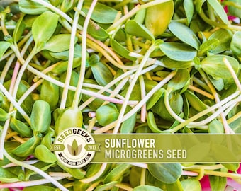 May include: Close-up of sunflower microgreens with green leaves and white stems. The image includes a logo that says "Seed Geeks" and the text "Sunflower Microgreens Seed". The microgreens are a vibrant green color.