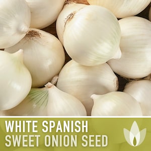 May include: Close-up of white Spanish sweet onion seed bulbs. The bulbs are smooth and white with a slight yellow tint.  WHITE SPANISH SWEET ONION SEED is written in bold letters on a green background.