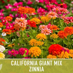 California Giant Zinnia Seed Mix | 100+ Seeds, Heirloom Flowers, Butterfly Garden, Zinnia elegans image 7