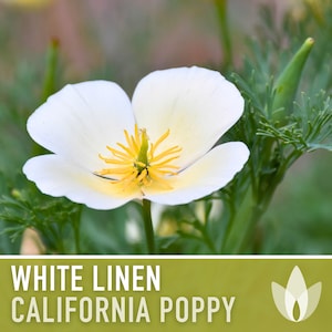 White Linen California Poppy Heirloom Seeds - Flower Seeds, Cool Weather Seeds, Flowers, Cool Season Flowers, Annual, White flowers