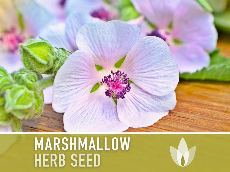 Marshmallow Herb Seeds | 50+ Seeds, Organic, Medicinal, Culinary, Heirloom Flower, Althaea Officinalis image 4
