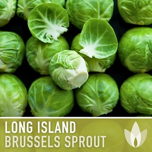 Long Island Improved Brussels Sprout Seeds - Heirloom, Open Pollinated, Non-GMO