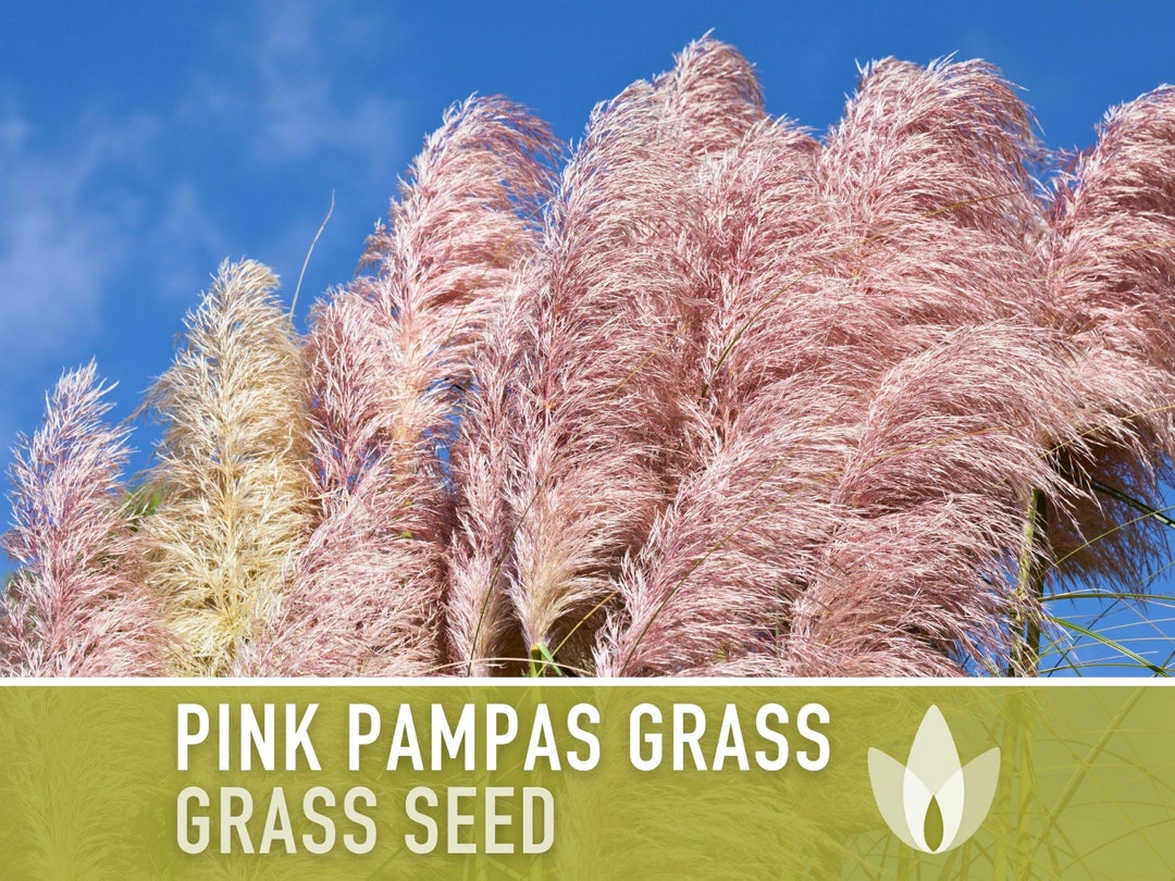 Pampas Grass Seeds, Pink Heirloom Seeds, Pink Plumes, Elegant Floral