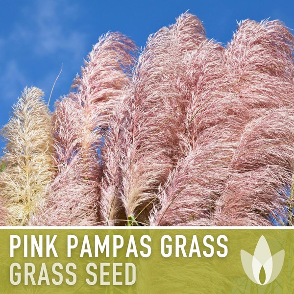 Pampas Grass Seeds, Pink - Heirloom Seeds, Pink Plumes, Elegant Floral Arrangement, Ornamental Grass, Pollinator Friendly, Non-GMO