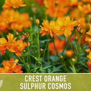 Crest Orange Sulphur Cosmos Seeds, Pollinator Friendly, Non-GMO image 11