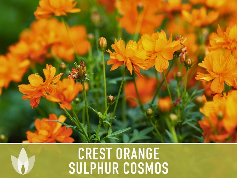 Crest Orange Sulphur Cosmos Seeds, Pollinator Friendly, Non-GMO image 11