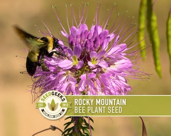 May include: A close-up of a purple Rocky Mountain Bee Plant flower with a bee in flight. The flower has long, delicate stamens and is surrounded by green foliage. The image includes the text "Rocky Mountain Bee Plant Seed" and the Seed Geeks logo.