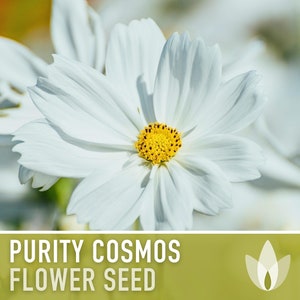 Cosmos, Purity Flower Seeds - Heirloom Seeds, Cut Flowers, Butterfly Garden, Pollinator Friendly, Open Pollinated, Non-GMO