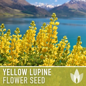 Yellow Lupine Flower Seeds - Heirloom Seeds, California Native Flower, Whitewhorl Lupine, Pollinator Friendly, Cut Flowers, Non-GMO
