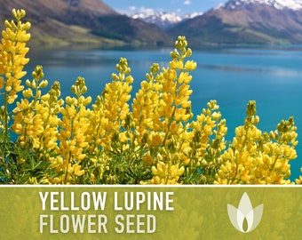 Yellow Lupine Flower Seeds - Heirloom Seeds, California Native Flower, Whitewhorl Lupine, Pollinator Friendly, Cut Flowers, Non-GMO