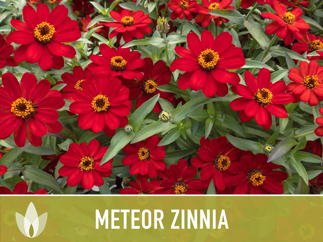 Zinnia Meteor Heirloom Seeds Flower Seeds Red Flower Etsy