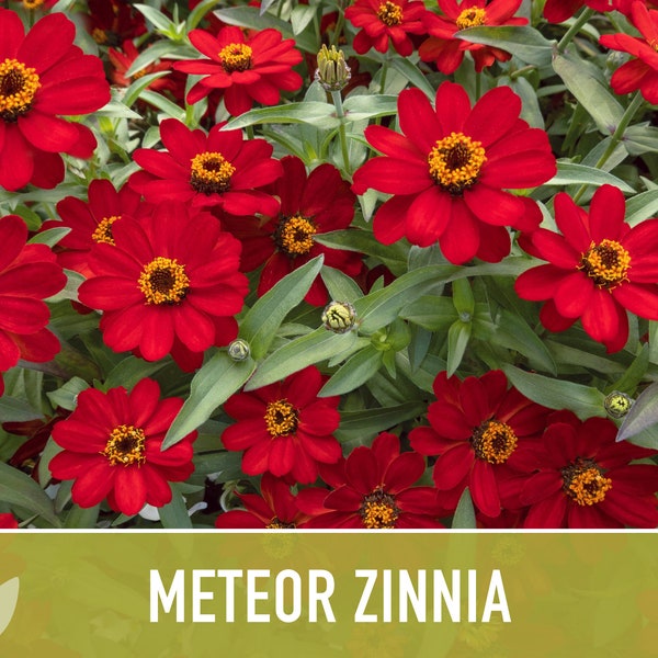 Rare Zinnia Seeds Etsy