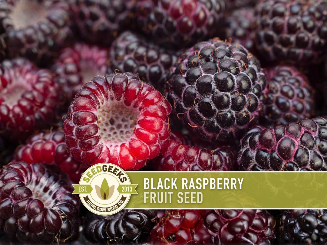 Black Raspberry Seeds - Heirloom Seeds, Medicinal Plant, Open ...
