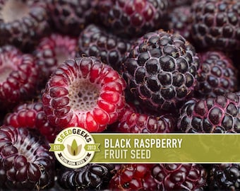 Black Raspberry Seeds - Heirloom Seeds, Medicinal Plant, Open Pollinated, Non-GMO