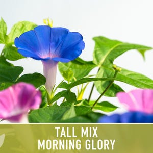 Morning Glory Tall Mix Heirloom Seeds, Ipomoea Purpurea image 5