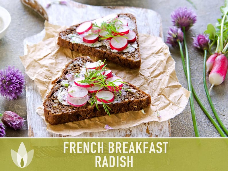 French Breakfast Radish Heirloom Seeds image 8