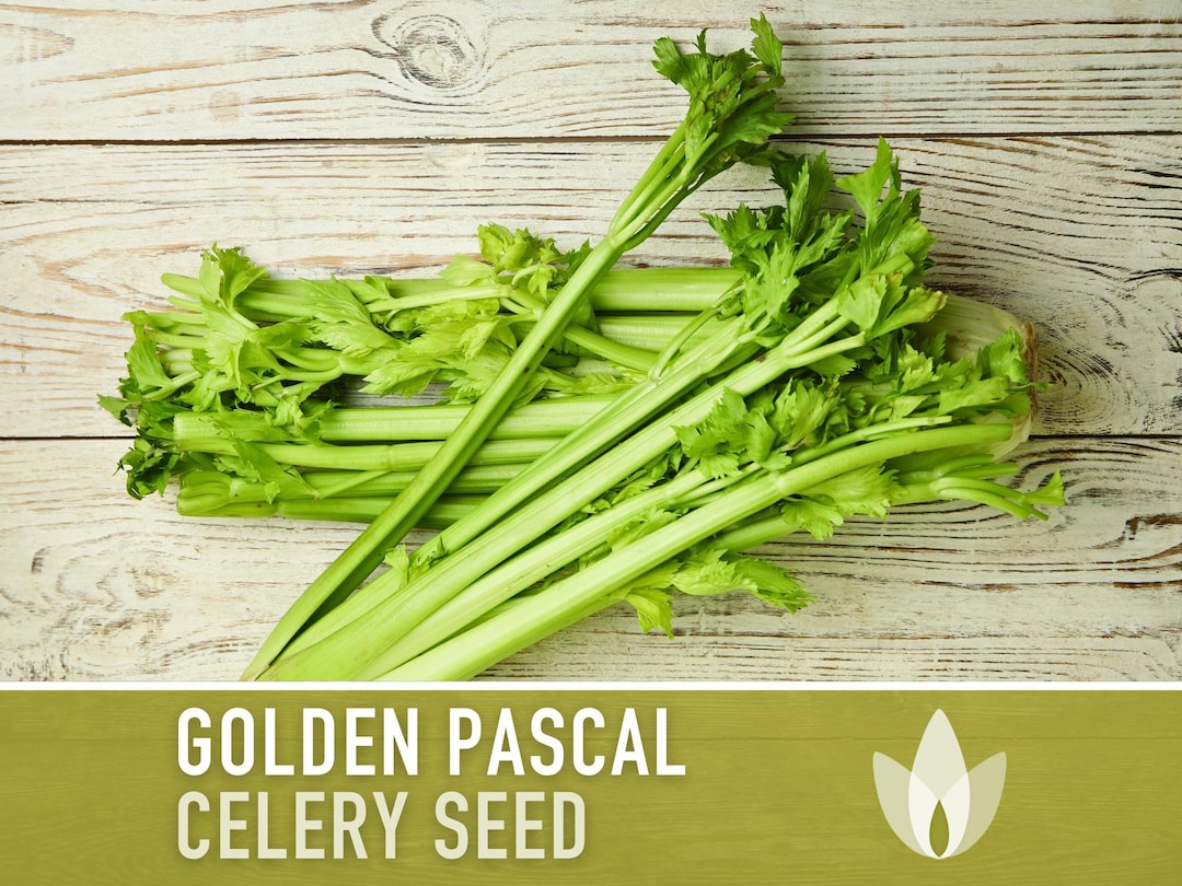 Golden Pascal Celery Heirloom Seeds Etsy