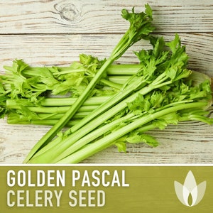 May include: Fresh, green celery stalks with leafy tops are arranged on a light-colored wooden surface. The text "GOLDEN PASCAL CELERY SEED" is displayed in a white font on a green background.