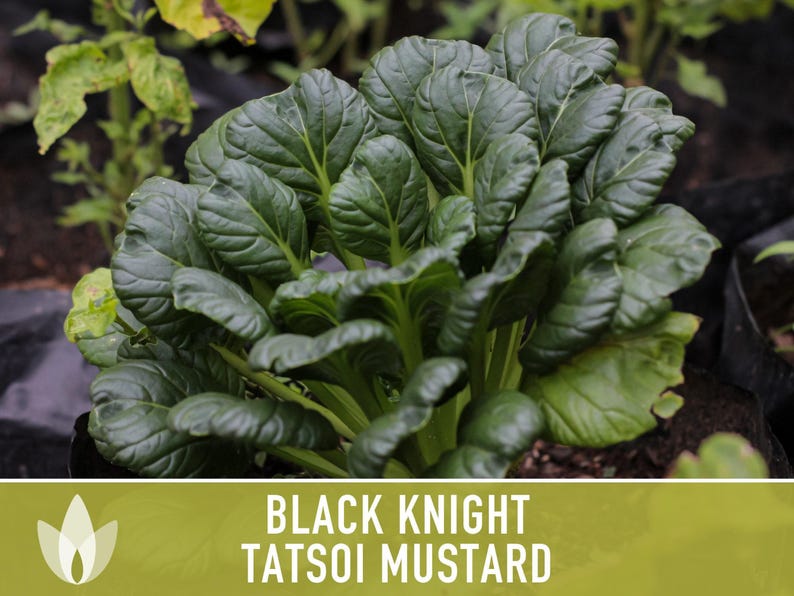 SeedGeeks Black Knight Tatsoi Mustard Seeds - Thumbnail 2