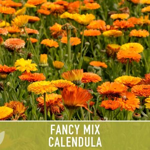 Calendula Fancy Mix Seed | 50+ Seeds, Heirloom Flower, Non-GMO, Cool-Weather Annual, Calendula officinalis image 11