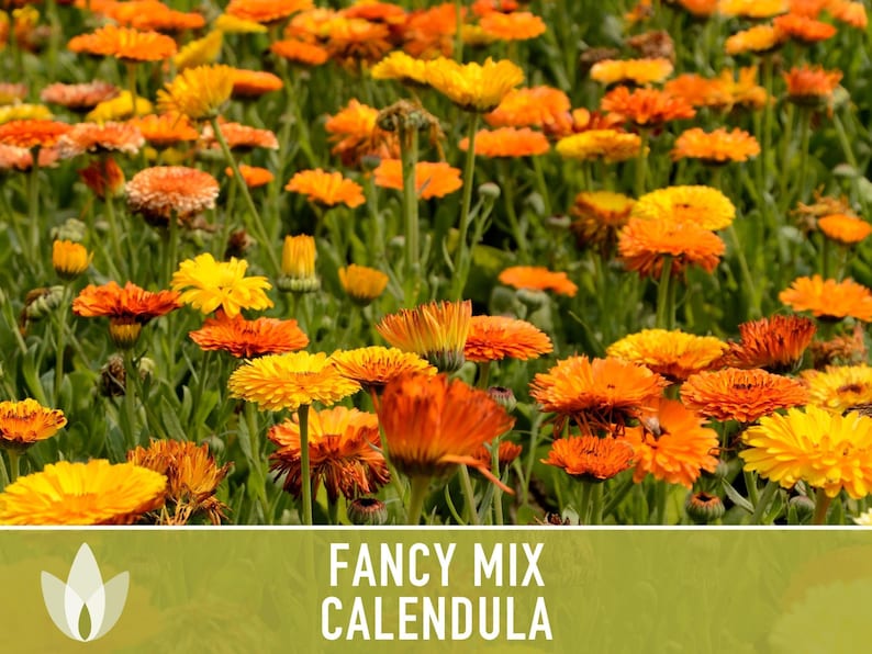 Calendula Fancy Mix Seed | 50+ Seeds, Heirloom Flower, Non-GMO, Cool-Weather Annual, Calendula officinalis image 11