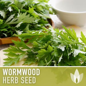 Wormwood Organic Medicinal Herb Seeds - Artemisia Absinthium, Heirloom, Non-GMO immagine 8