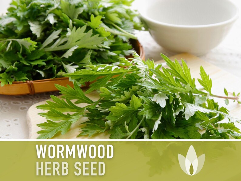Wormwood Organic Medicinal Herb Seeds - Artemisia Absinthium, Heirloom, Non-GMO immagine 8