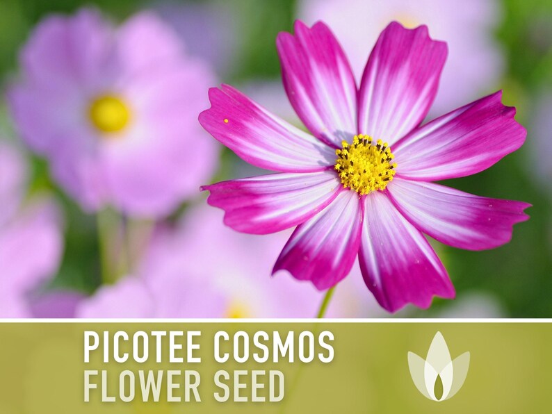 Picotee Cosmos Flower Seeds - Heirloom Flowers, Cut Flowers, Butterfly Garden, Pollinator Friendly, Non-GMO image 4