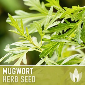 Mugwort Organic Medicinal Herb Seeds, Artemisia Vulgaris, Heirloom, Non-GMO