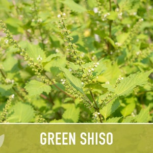 Green Shiso Herb Seeds Heirloom Seeds, Asian Seeds, Culinary Herb, Perilla Seeds, Umeboshi Plums, Radish Pickles, Open Pollinated, Non-GMO image 5