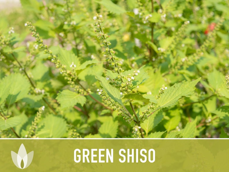 Green Shiso Herb Seeds Heirloom Seeds, Asian Seeds, Culinary Herb, Perilla Seeds, Umeboshi Plums, Radish Pickles, Open Pollinated, Non-GMO image 5