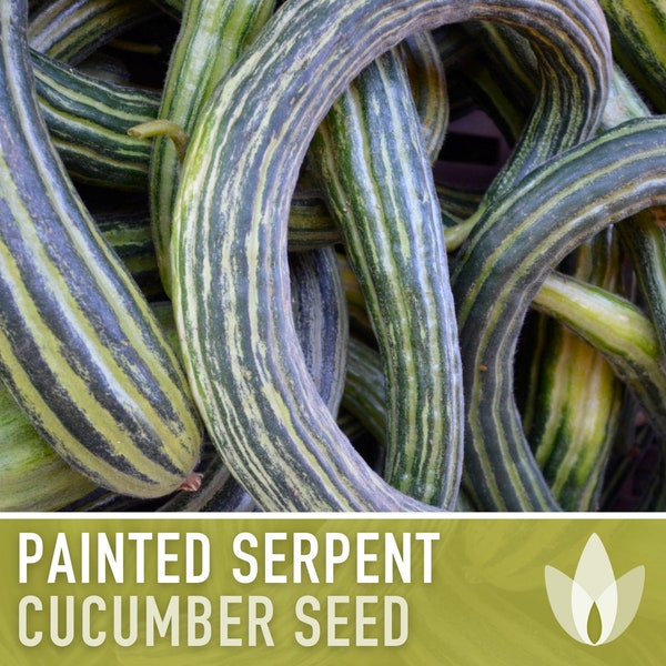 Painted Serpent, Armenian Striped Cucumber Seeds - Heirloom, Organic, Non-GMO