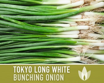 Tokyo Long White Bunching Onion Heirloom Seeds