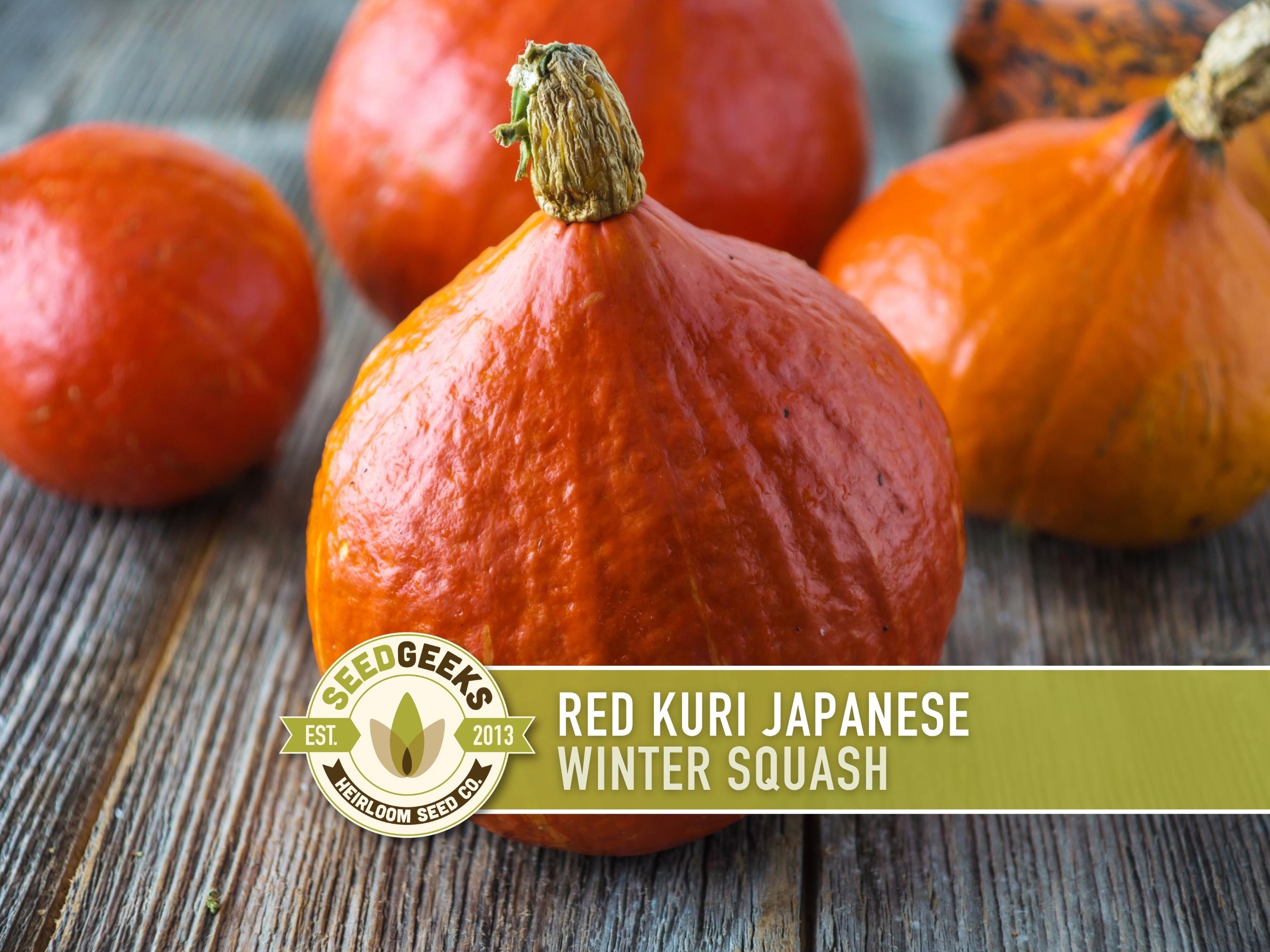 Red Kuri Japanese Winter Squash Heirloom Seeds - Etsy