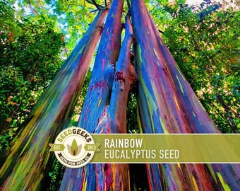 Rainbow Eucalyptus Tree Seeds - Heirloom Deglupta, Fast Growing (100 Seeds)