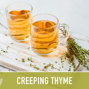 Semillas de tomillo rastrero / Más de 50 semillas, hierba culinaria tradicional, cobertura del suelo, flores aromáticas, Thymus serpyllum imagen 7