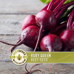 Ruby Queen Beet Seeds - Non-GMO Heirloom, AAS Winner