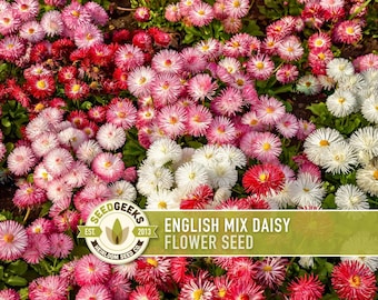 May include: A vibrant field of English Mix Daisy flowers in shades of red, pink, and white, with yellow centers. The image includes the text "ENGLISH MIX DAISY FLOWER SEED" and the SeedGeeks logo.