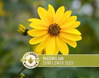 Maximilian Sunflower Seeds - Native Perennial Wildflower, Non-GMO