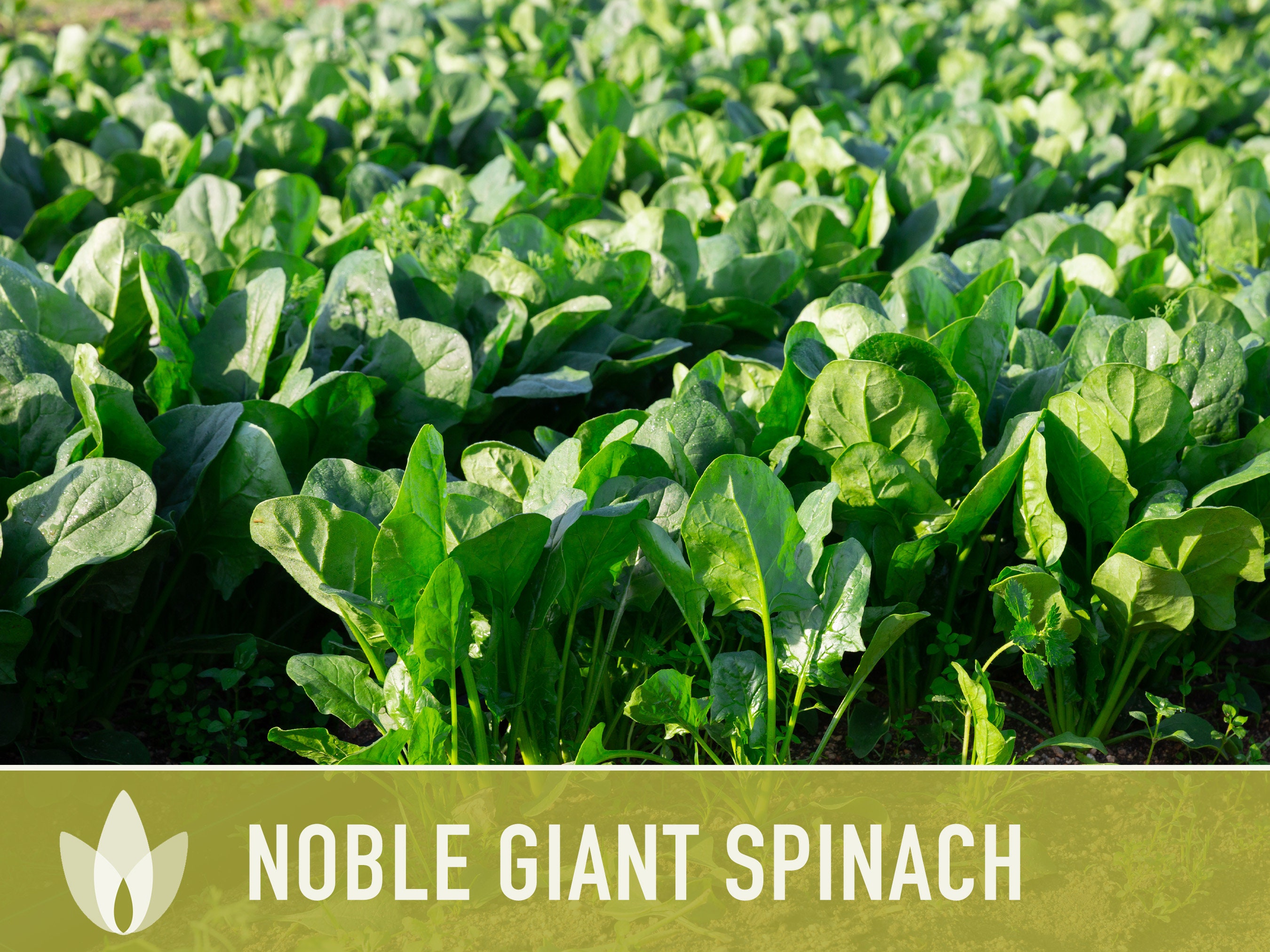 150+ Winter Giant Spinach Seeds – Heirloom, Non-GMO, Open Pollinated – Spinacia Oleracea