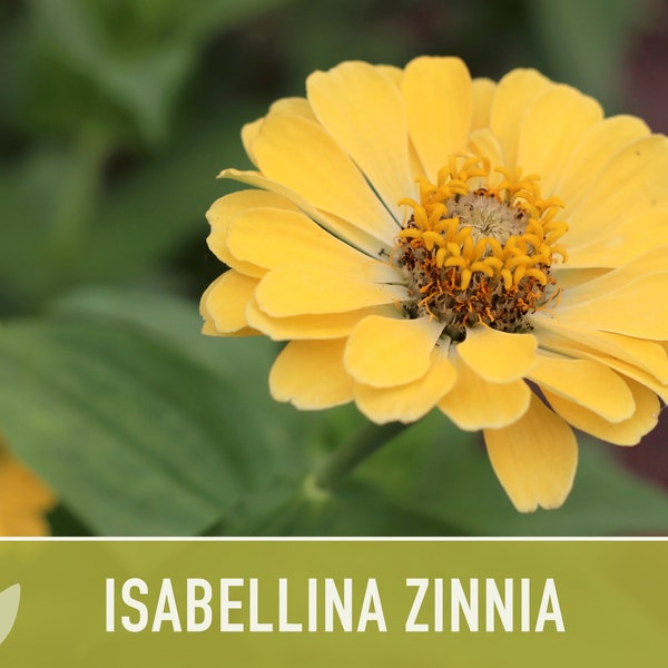 Zinnia, Isabellina Heirloom Flower Seeds - Buttery Yellow, Cut flowers, Non-GMO, Open Pollinated, Seed Packets