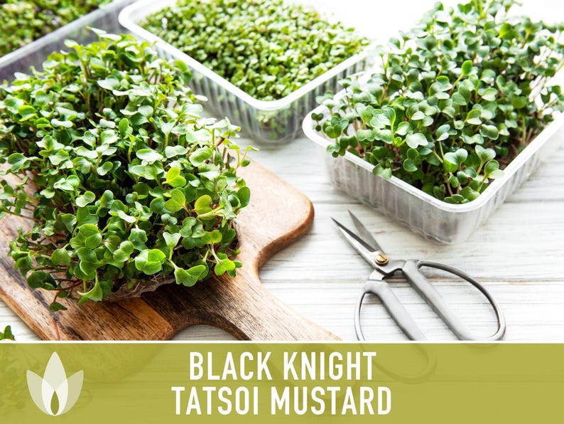 SeedGeeks Black Knight Tatsoi Mustard Seeds - Thumbnail 3
