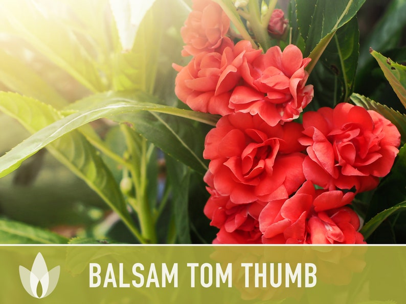 Balsam, Tom Thumb Mix Flower Seeds Heirloom Seeds, Pollinator Garden, Container Garden, Dwarf Flower, Open Pollinated, Non-GMO image 4