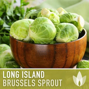Long Island Improved Brussels Sprout Heirloom Seeds
